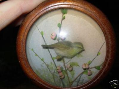 Wood Warbler